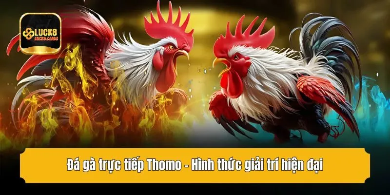 Đá gà trực tiếp Thomo - Hình thức giải trí hiện đại